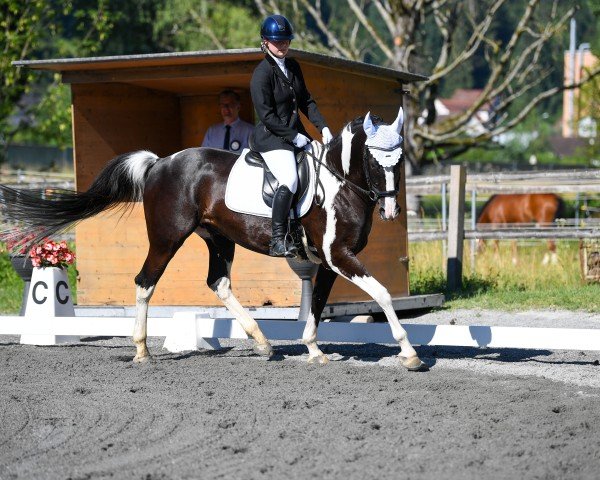 horse Touch of White (dasty) (Roan Warmblood, 2010, from Taffy's Black Diamond)