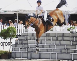 Springpferd Quandoquino (Holsteiner, 2005, von Quinar)
