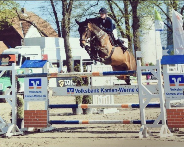 Springpferd Avicii 3 (Holsteiner, 2010, von Aragorn W)