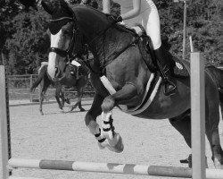 jumper For Everyone (Oldenburg show jumper, 2012, from For Pleasure)