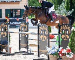 broodmare Cranberry 16 (Austrian Warmblood, 2016, from Comme il Faut)