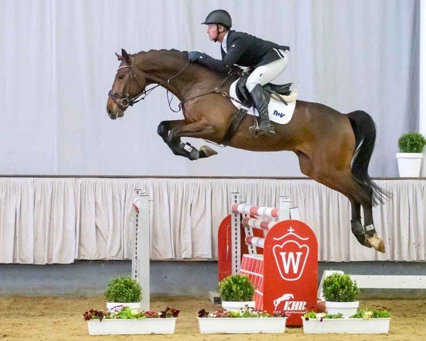 jumper D' Caliner P (Westphalian, 2017, from Dacantos)