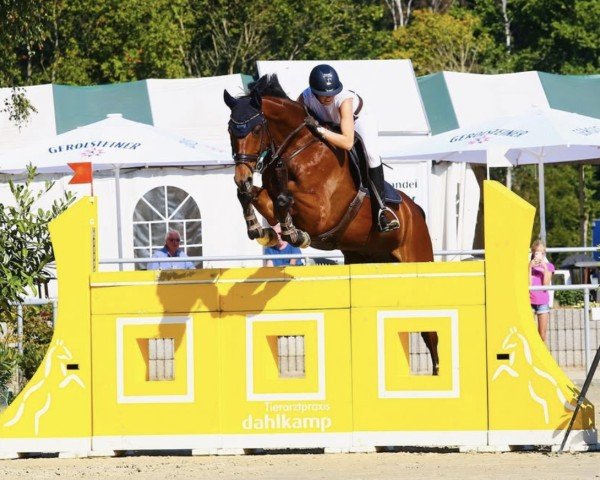 jumper Velvet HS (Hanoverian, 2008, from Valentino)