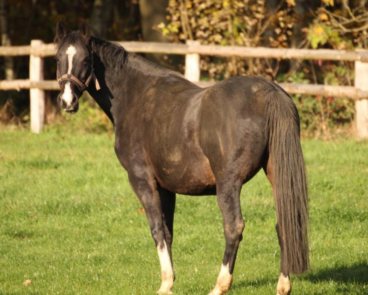 broodmare Atlanta III (Holsteiner, 2008, from Claudio)