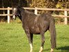 broodmare Atlanta III (Holsteiner, 2008, from Claudio)