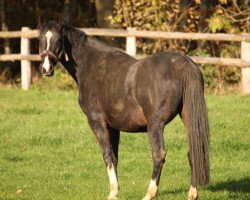 broodmare Atlanta III (Holsteiner, 2008, from Claudio)