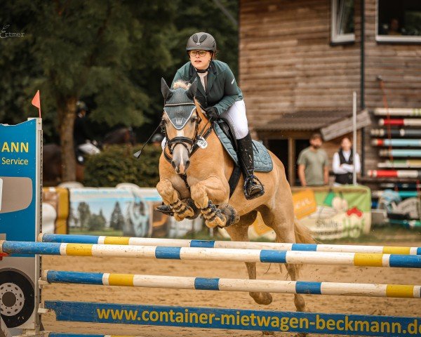 Springpferd Stalino von Oberstöcken (Haflinger, 2019, von Stano)
