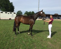 broodmare Ina (Holsteiner, 2016, from Sandro Boy)