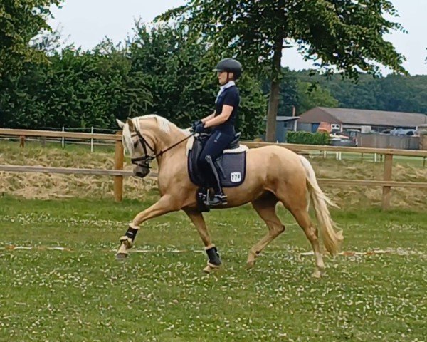 Dressurpferd Dua Lipa MB (Westfale, 2021, von D-Gold AT NRW)