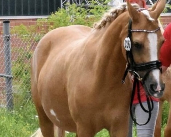 broodmare Cinderella (German Riding Pony, 2012, from Chic in Time)