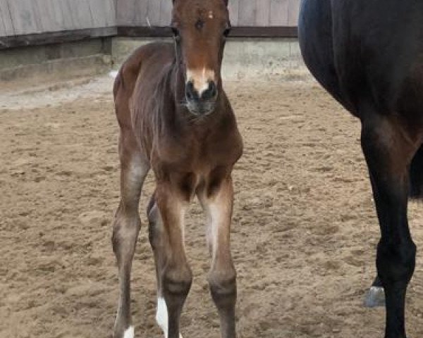 jumper N.N. (German Sport Horse, 2021, from Rasso Royal)