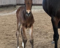 jumper N.N. (German Sport Horse, 2021, from Rasso Royal)