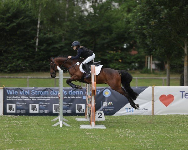 jumper Mikabo W (German Riding Pony, 2013, from FS Maracaibo)