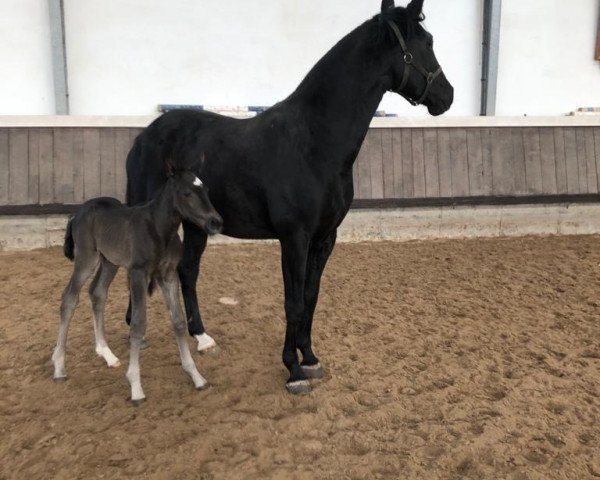 Springpferd N.N. (Deutsches Edelblutpferd, 2021, von Baccalino 3)