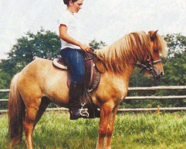 horse Bleikur (Iceland Horse, 1999, from Gylfi vom Hartmannshof)