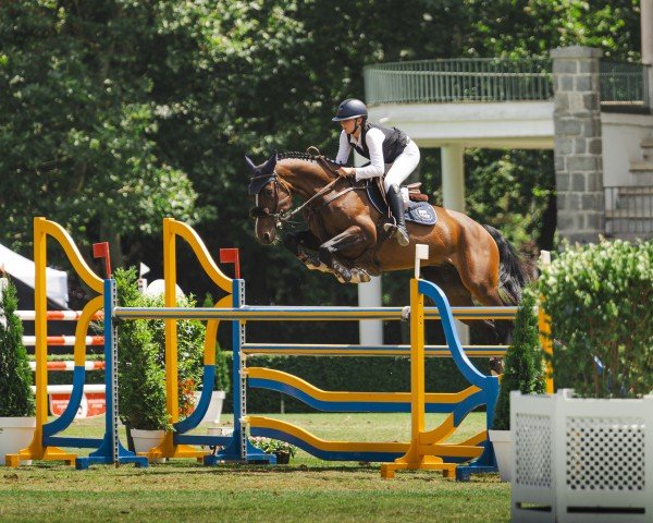 jumper Ariba Ter Elzen Z (Zangersheide riding horse, 2015, from Air Jordan Alpha Z)