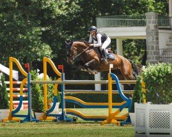 jumper Ariba Ter Elzen Z (Zangersheide riding horse, 2015, from Air Jordan Alpha Z)