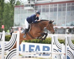 jumper Ccstud's Java (Swedish Warmblood, 2014, from VDL Sheraton)