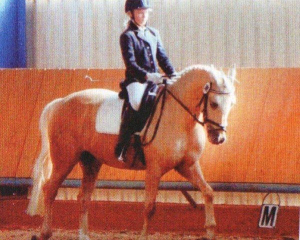 Pferd Wirbelwind (Deutsches Reitpony, 2002, von Danny Gold)