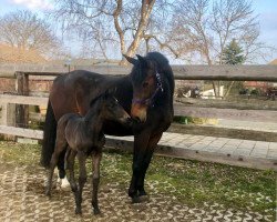 jumper N.N. (German noble blood horse, 2021, from Rasso's Rock'n Roll)