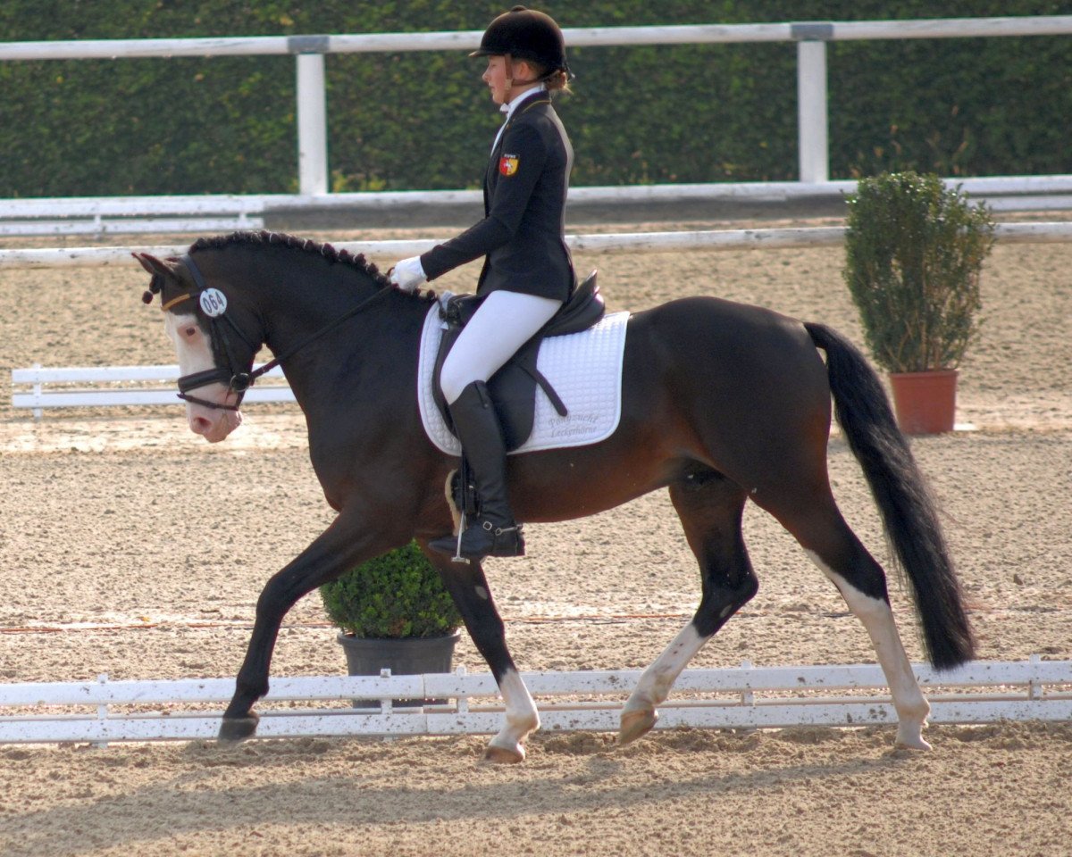 stallion Black Eyes Peas (German Riding Pony, 2011, from Batida de Coco)