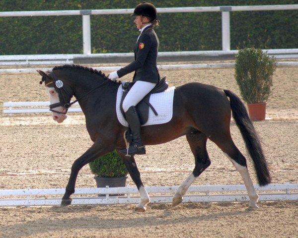 stallion Black eyed peas WE (German Riding Pony, 2011, from Batida de Coco)