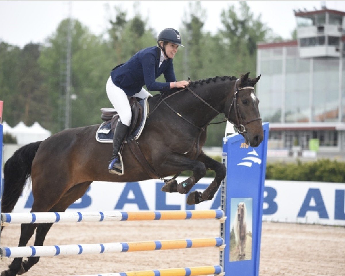 jumper CCStud's Jakarta (Swedish Warmblood, 2014, from Corland)