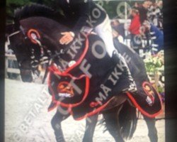 broodmare Coronita 3 (Westphalian, 2005, from Cornet Obolensky)