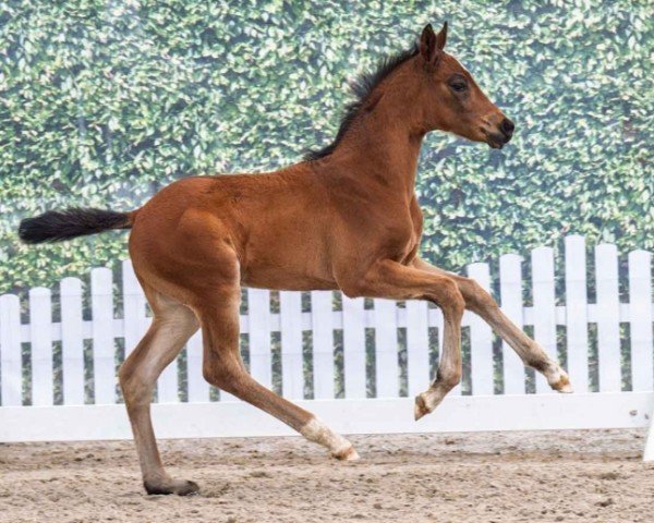 foal by Hengst von Diamantenglanz / Sir Donnerhall II (Westphalian, 2025, from Diamantenglanz)