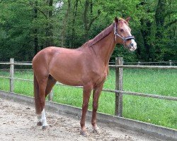 jumper Cash RS (Hanoverian, 2008, from Catoki)