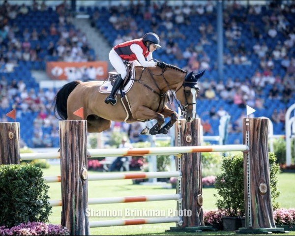 jumper Specialstar (Irish Sport Horse, 2018, from Big Star)