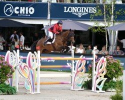 jumper Bisquetta (Zangersheide riding horse, 2014, from Bisquet Balou C)