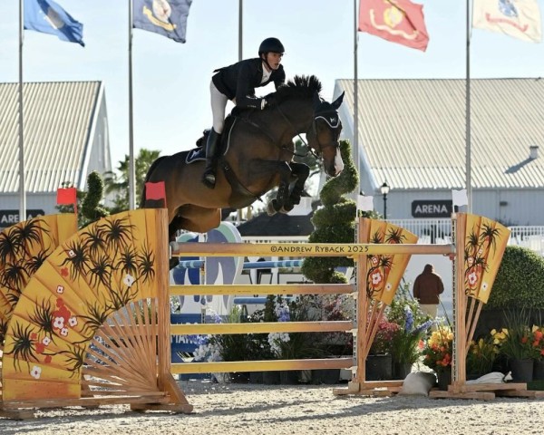 Springpferd Crislin van den Bosrand Z (Zangersheide Reitpferd, 2017, von Carambole)
