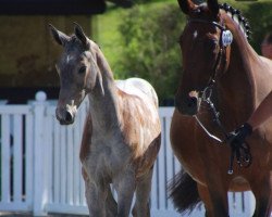 jumper Stute von Grey Top / Calido Ass (Hanoverian, 2019, from Grey Top)