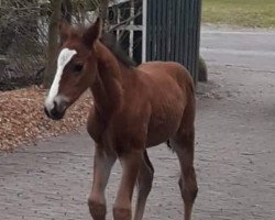 Springpferd Dallas Fox (Hannoveraner, 2018, von Dallas VDL Z)