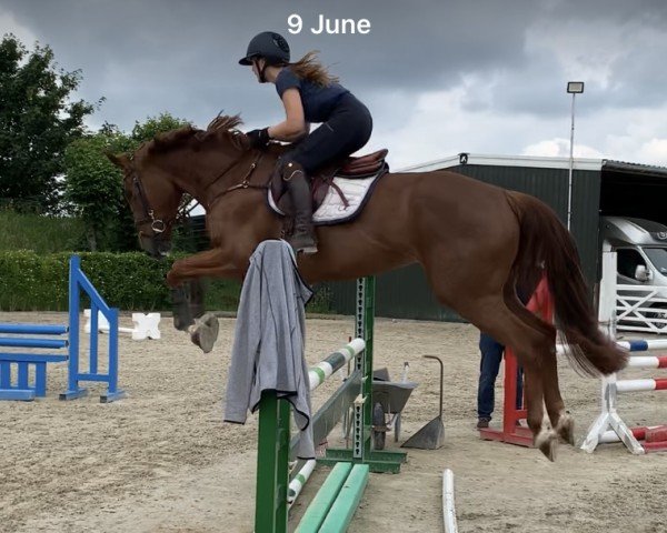 jumper Gianna von Barlo (Westphalian, 2020, from George Z)