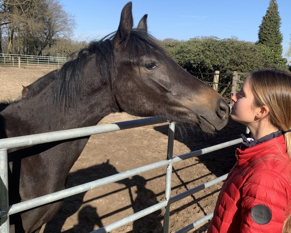dressage horse Coffee 2 Go (German Riding Pony, 2020, from Celebration WE)