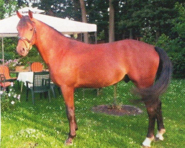 horse Rudi (German Riding Pony, 2009, from Rikado)