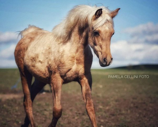 horse Silverblossom Shanelle (Arab half breed / Partbred, 2020)