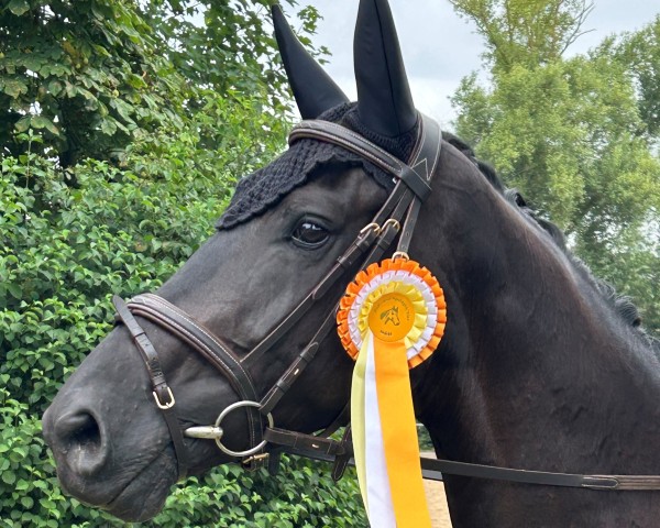 horse Marougé est belle (German Sport Horse, 2019, from Maracana)