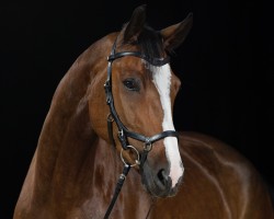 jumper Calando (German Sport Horse, 2015, from Cartani 4)
