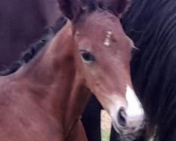 foal by Ehrenfürst (Austrian Warmblood, 2025, from Ehrengold MJ)