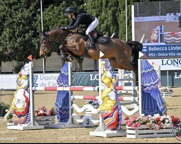 jumper Dolce Vita van't Laar (Zangersheide riding horse, 2018, from Dominator 2000 Z)