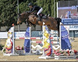 jumper Dolce Vita van't Laar (Zangersheide riding horse, 2018, from Dominator 2000 Z)