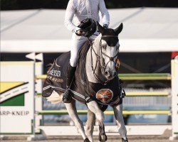 jumper Kavaliers Blue (KWPN (Royal Dutch Sporthorse), 2015, from Zirocco Blue)