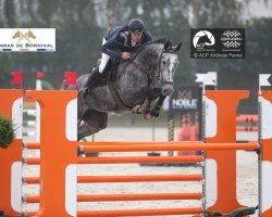 jumper QV-Royale vd Axelhoeve (Belgian Warmblood, 2016, from Horion de Libersart)
