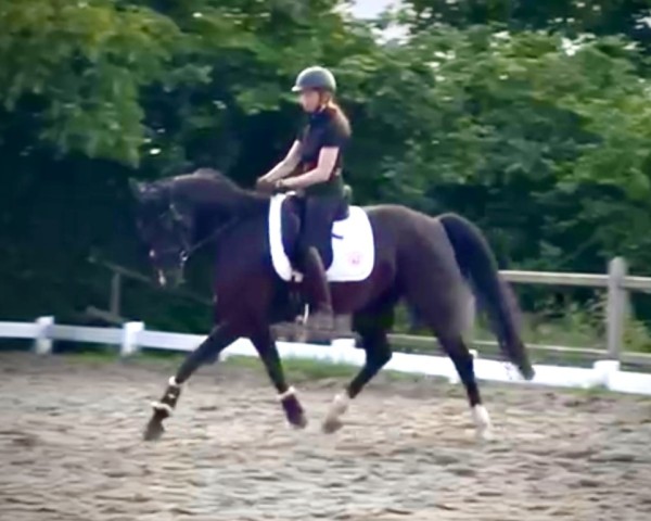 dressage horse Florivana (Hanoverian, 2015, from Fuechtels Floriscount OLD)
