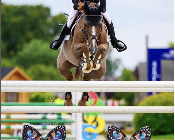 jumper Louisana van de Moortelshoeve (Belgian Warmblood, 2011, from Bamako de Muze)