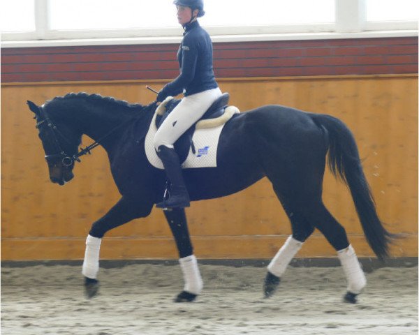 dressage horse Desperados (Trakehner, 2017, from Cousteau)