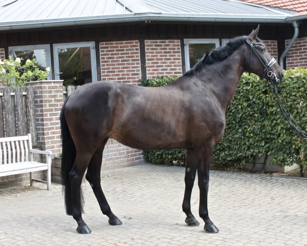 broodmare Saigon 43 (Westphalian, 2015, from Sezuan)